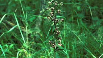 Breitblättrige Sumpfwurz (Epipactis helleborine) Breitblättrige Sumpfwurz (Epipactis helleborine)