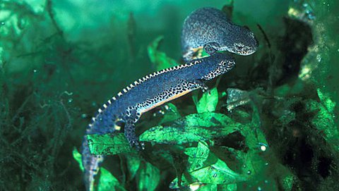 Bergmolch  (Triturus alpestris)