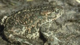 Kreuzkröte  (Bufo calamita)