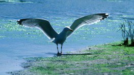 Silbermöwe  (Larus argentatus)
