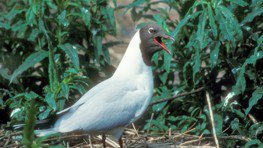 Lachmöwe  (Larus ridibundus)