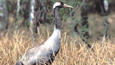 Kranich (Graukranich)  (Grus Grus)