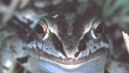 Grasfrosch  (Rana temporaria)