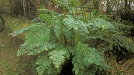 Königsfarn  (Osmunda regalis)