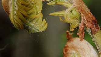 Königsfarn (Osmunda regalis) Königsfarn (Osmunda regalis)