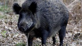 Wildschwein  (Sus scrofa)