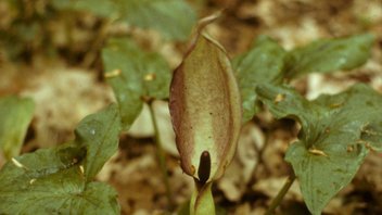 Gefleckter Aronstab  (Arum maculatum)