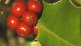 Stechpalme  (Ilex aqifolium)