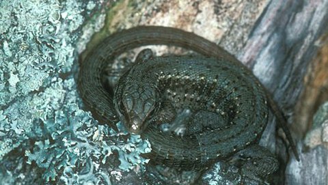 Bergeidechse  (Lacerta vivipara)