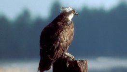 Fischadler  (Pandion haliaetus)
