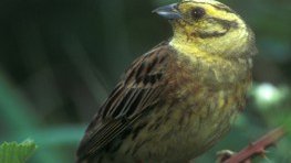 Goldammer  (Emberiza citrinella)