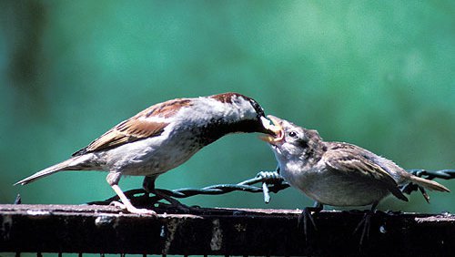Haussperling (Passer domesticus) Haussperling (Passer domesticus)