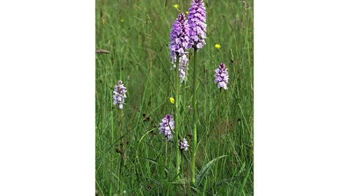 Geflecktes Knabenkraut (Dactylorhiza maculata) Geflecktes Knabenkraut (Dactylorhiza maculata)