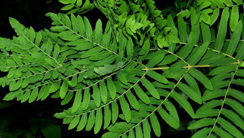 Königsfarn (Osmunda regalis) Königsfarn (Osmunda regalis)