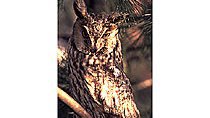 Waldohreule (Asio otus) Waldohreule (Asio otus)