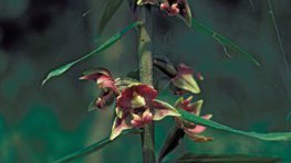 Breitblättrige Sumpfwurz  (Epipactis helleborine)