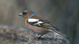 Buchfink  (Fringilla coelebs)