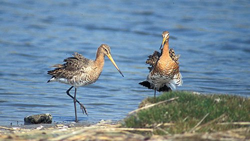 Uferschnepfe  (Limosa limosa)