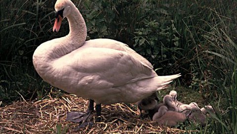 Höckerschwan  (Cygnus olor)