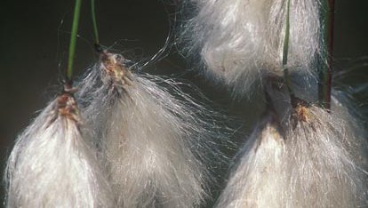 Schmalblättriges Wollgras  (Eriophorum angustifolium)