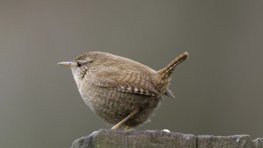 Zaunkönig  (Troglodytes troglodytes)