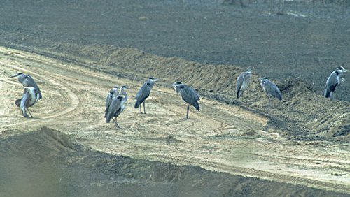 Graureiher  (Ardea cinerea)
