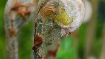 Königsfarn (Osmunda regalis) Königsfarn (Osmunda regalis)
