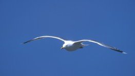 Sturmmöwe  (Larus canus)