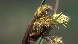 Schmalblättriges Wollgras  (Eriophorum angustifolium)