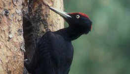 Schwarzspecht  (Dryocopus martius)