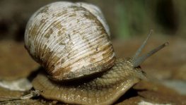 Weinbergschnecke  (Helix pomatia)