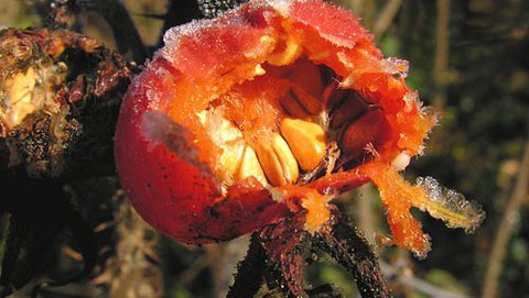 Apfelrose  (Rosa villosa)