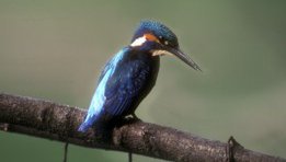Eisvogel  (Alcedo atthis)