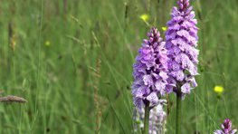 Geflecktes Knabenkraut  (Dactylorhiza maculata)