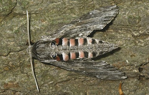 Windenschwärmer  (Agrius convolvuli)