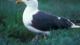 Heringsmöwe  (Larus fuscus)