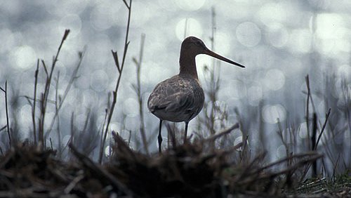 Uferschnepfe  (Limosa limosa)