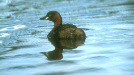 Zwergtaucher  (Podiceps ruficollis)