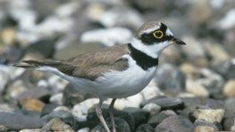 Flussregenpfeifer  (Charadrius dubius)