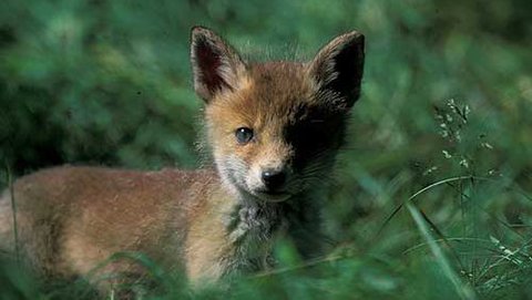 Rotfuchs  (Vulpes vulpes)