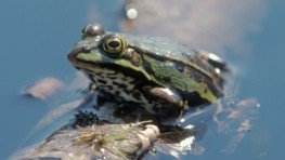 Teichfrosch  (Rana esculenta)