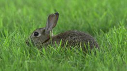 Wildkaninchen  (Oryctolagus cuniculus)