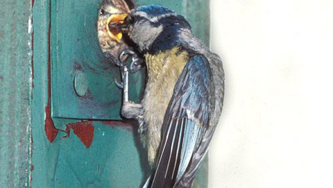 Blaumeise  (Parus caeruleus)