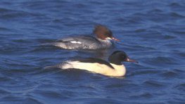 Gänsesäger  (Mergus merganser)