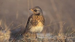 Wacholderdrossel  (Turdus pilaris)
