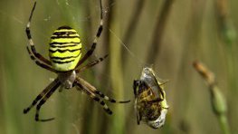 Wespenspinne  (Argiope bruennichi)