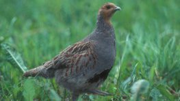 Rebhuhn  (Perdix perdix)