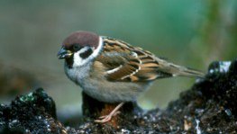Feldsperling  (Passer montanus)