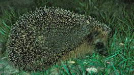 Igel  (Erinaceus europaeus)