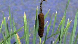 Rohrkolben  (Typha latifolia)